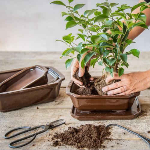 Přesazování (placeholder)